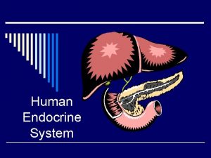 Human Endocrine System Human Endocrine System o The