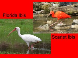 Florida Ibis Scarlet Ibis The Scarlet Ibis by
