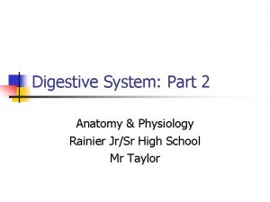 Digestive System Part 2 Anatomy Physiology Rainier JrSr