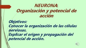 NEURONA Organizacin y potencial de accin Objetivos Conocer