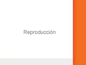 Reproduccin Reproduccin asexual Un individuo produce descendientes genticamente