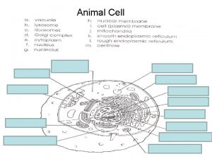Animal Cell e cytoplasm m centriole a vacuole