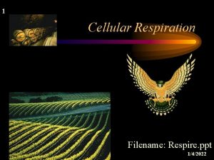 1 1 Cellular Respiration Filename Respire ppt 142022