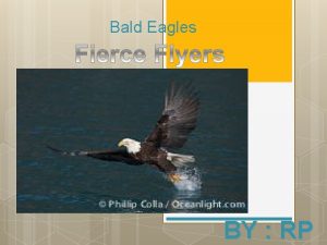 Bald Eagles BY RP Introduction Scientific name Haliaetus