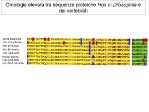 Omologia elevata tra sequenze proteiche Hox di Drosophila