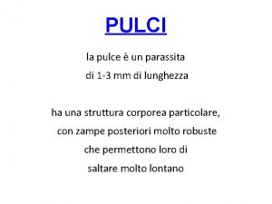 PULCI la pulce un parassita di 1 3