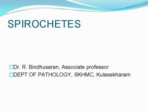 SPIROCHETES Dr R Bindhusaran Associate professor DEPT OF