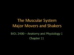 The Muscular System Major Movers and Shakers BIOL