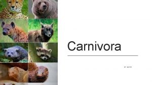 Carnivora BY MARK What are Carnivora The order