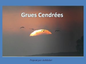 Grues Cendres Propos par Jackdidier La grue cendre