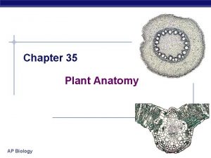 Chapter 35 Plant Anatomy AP Biology Basic anatomy