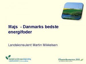 Majs Danmarks bedste energifoder Landskonsulent Martin Mikkelsen Sorter