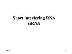 Short interfering RNA si RNA 142022 1 Part