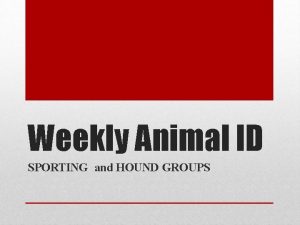 Weekly Animal ID SPORTING and HOUND GROUPS SPORTING