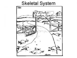 Skeletal System Skeletal System ADVANTAGES OF ENDOSKELETON 1