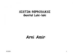 SISTIM REPRODUKSI Genital Lakilaki Arni Amir 92004 1
