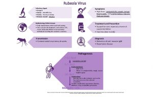 Rubeola Virus Infectious Agent Group 5 Genus Morbillivirus