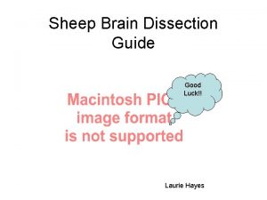 Sheep Brain Dissection Guide Good Luck Laurie Hayes