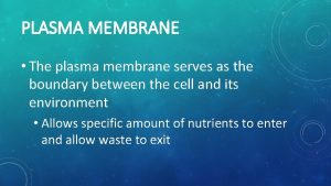 PLASMA MEMBRANE The plasma membrane serves as the