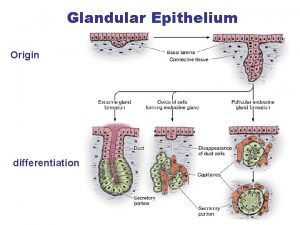 Glandular Epithelium Origin differentiation Types of glandular epithelium