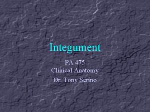 Integument PA 475 Clinical Anatomy Dr Tony Serino