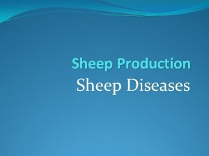 Sheep Production Sheep Diseases Sheep Diseases Maggots Fly