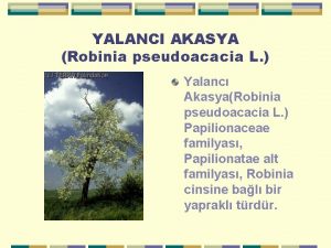 YALANCI AKASYA Robinia pseudoacacia L Yalanc AkasyaRobinia pseudoacacia