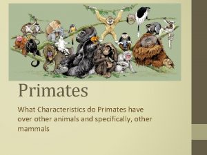Primates What Characteristics do Primates have over other
