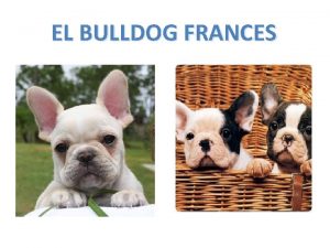 EL BULLDOG FRANCES los problema de el bulldog