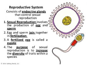 Reproductive System Consists of endocrine glands that control