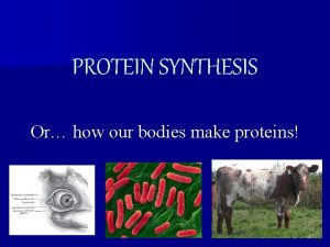 PROTEIN SYNTHESIS Or how our bodies make proteins