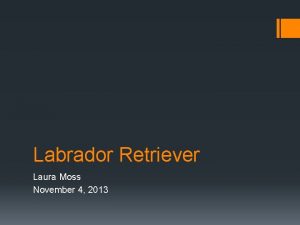 Labrador Retriever Laura Moss November 4 2013 Blue
