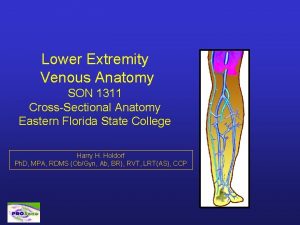 Lower Extremity Venous Anatomy SON 1311 CrossSectional Anatomy