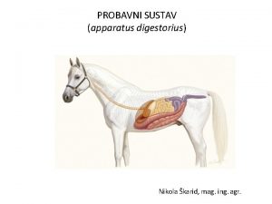 PROBAVNI SUSTAV apparatus digestorius Nikola karid mag ing