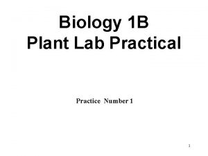 Biology 1 B Plant Lab Practical Practice Number