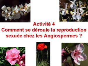 Activit 4 Comment se droule la reproduction sexue