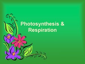 Photosynthesis Respiration Roll that beautiful bean footage Tim