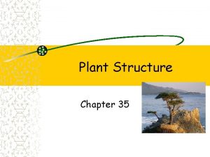 Plant Structure Chapter 35 Angiosperms Monocots Seed one