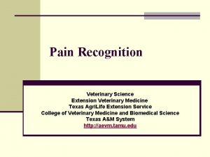 Pain Recognition Veterinary Science Extension Veterinary Medicine Texas