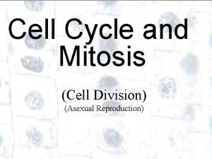 Cell Cycle and Mitosis Cell Division Asexual Reproduction
