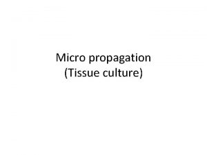 Micro propagation Tissue culture Micro propagation Production of