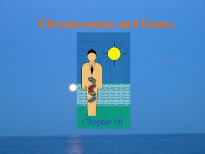 Chromosomes and Genes Chapter 10 1 Chromosomes and