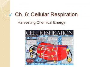 Ch 6 Cellular Respiration Harvesting Chemical Energy Cellular