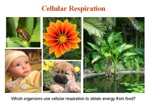 Cellular Respiration Which organisms use cellular respiration to