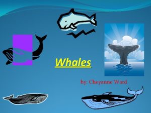 Whales by Cheyanne Ward What Whales Look Like