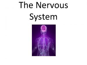 The Nervous System Neurons A neuron consists of
