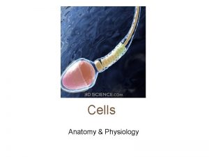 Cells Anatomy Physiology Cells vary in SIZE and