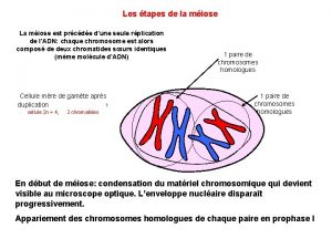 Les tapes de la miose La miose est