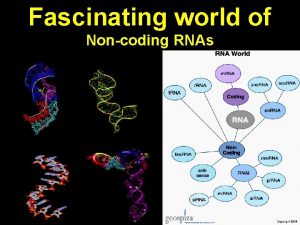 Fascinating world of Noncoding RNAs Fascinating world of