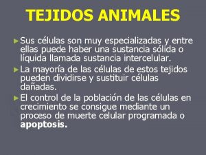 TEJIDOS ANIMALES Sus clulas son muy especializadas y